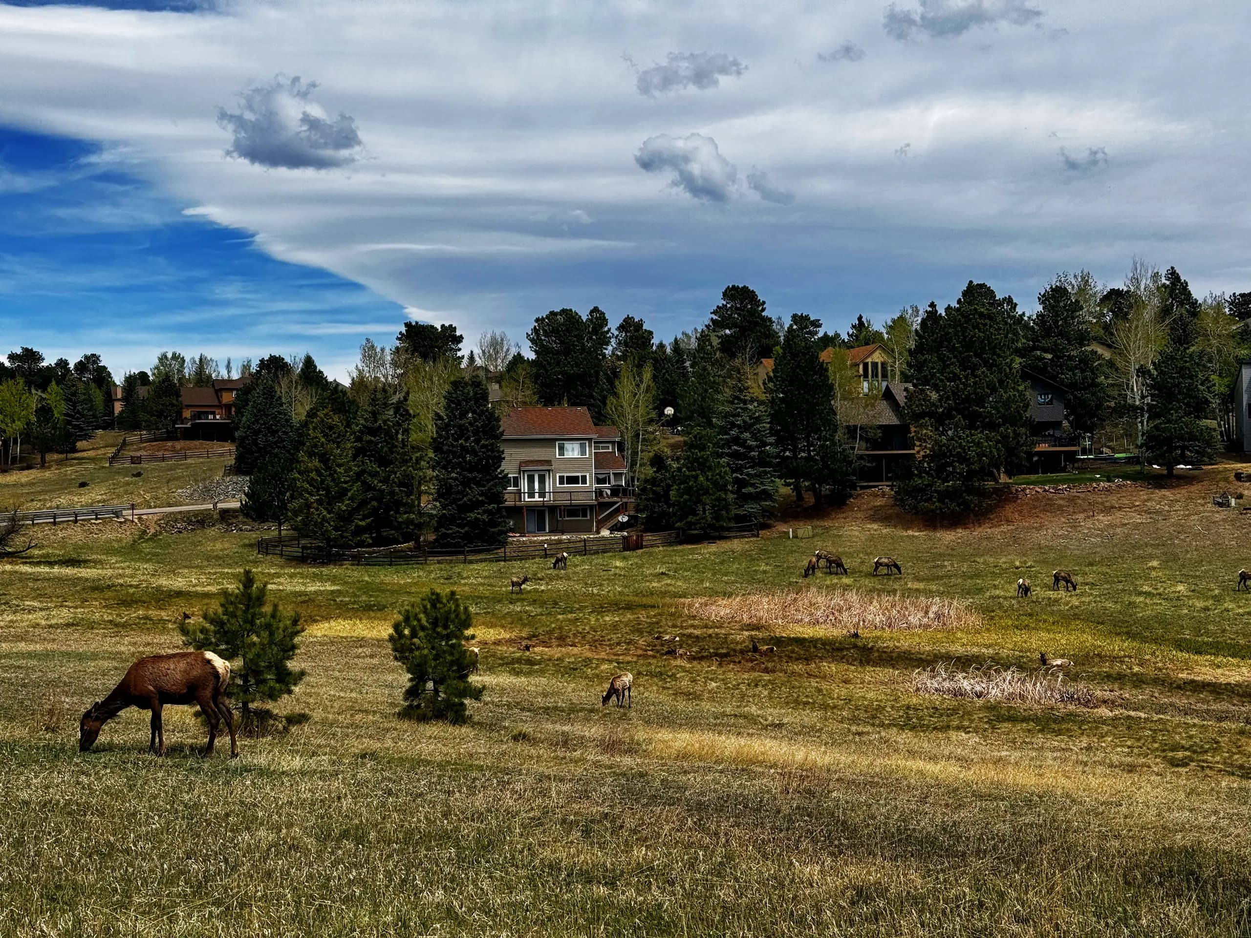 Rocky Mountain elk near Evergreen, Colorado